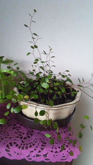 セリア、100均の観葉植物育ててる方☆