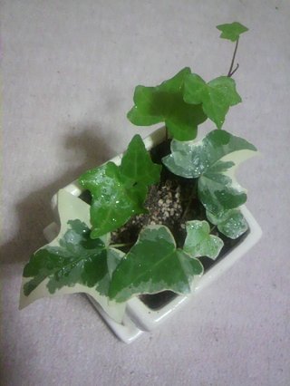 セリア、100均の観葉植物育ててる方☆