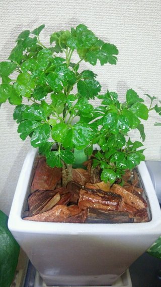 セリア、100均の観葉植物育ててる方☆