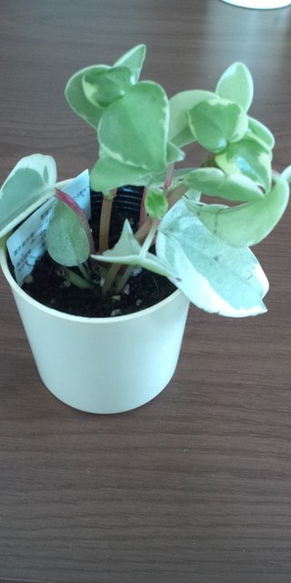 セリア、100均の観葉植物育ててる方☆