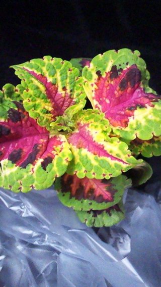 セリア、100均の観葉植物育ててる方☆