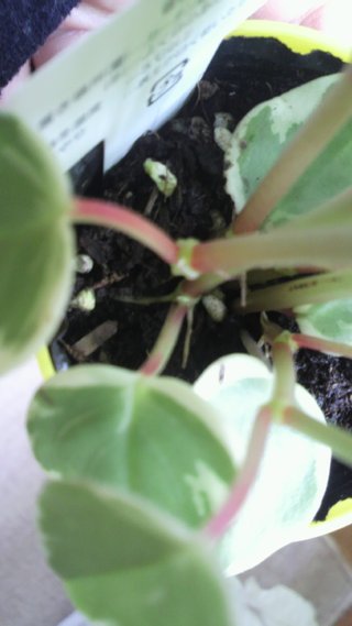 セリア、100均の観葉植物育ててる方☆