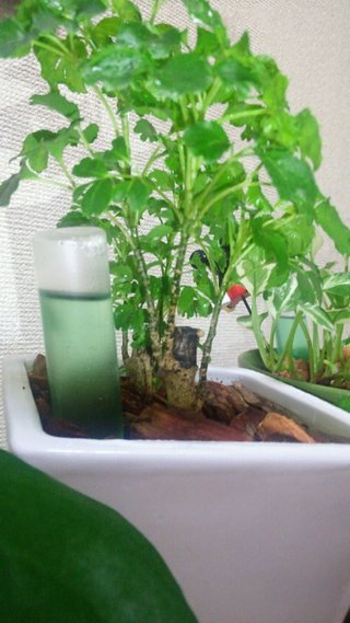 セリア、100均の観葉植物育ててる方☆