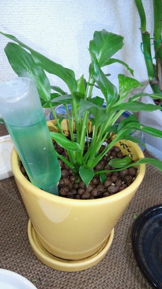 セリア、100均の観葉植物育ててる方☆