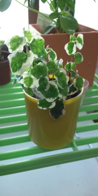 セリア、100均の観葉植物育ててる方☆