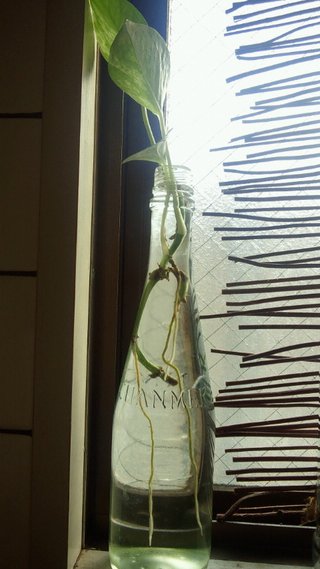 セリア、100均の観葉植物育ててる方☆