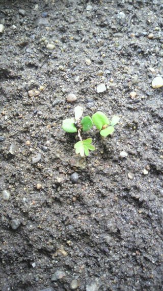 セリア、100均の観葉植物育ててる方☆