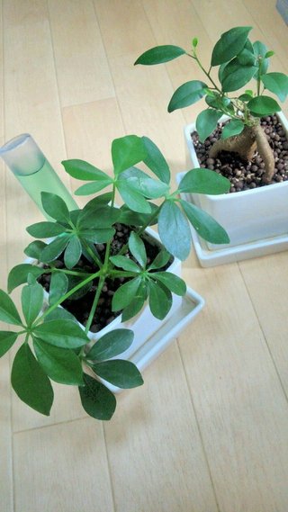 セリア、100均の観葉植物育ててる方☆