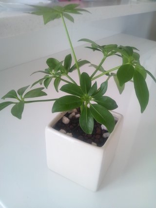 セリア、100均の観葉植物育ててる方☆