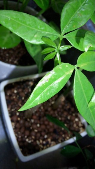 セリア、100均の観葉植物育ててる方☆