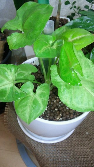 セリア、100均の観葉植物育ててる方☆