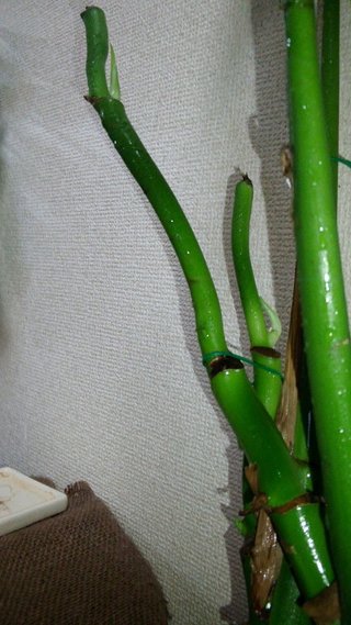 セリア、100均の観葉植物育ててる方☆