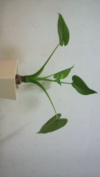 セリア、100均の観葉植物育ててる方☆