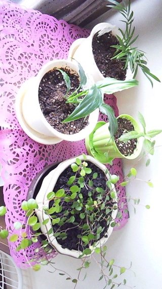 セリア、100均の観葉植物育ててる方☆