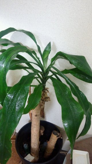 セリア、100均の観葉植物育ててる方☆