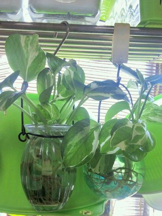 セリア、100均の観葉植物育ててる方☆