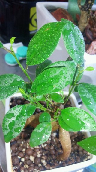 セリア、100均の観葉植物育ててる方☆