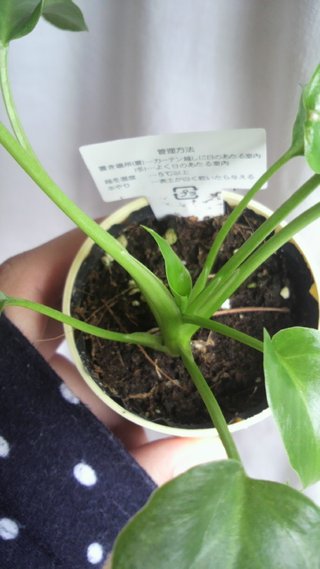 セリア、100均の観葉植物育ててる方☆