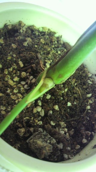 セリア、100均の観葉植物育ててる方☆