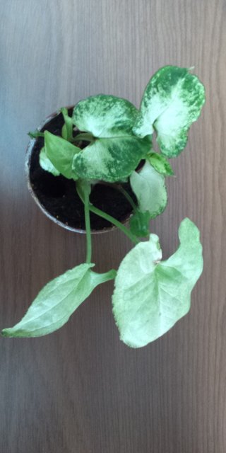 セリア、100均の観葉植物育ててる方☆