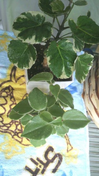 セリア、100均の観葉植物育ててる方☆