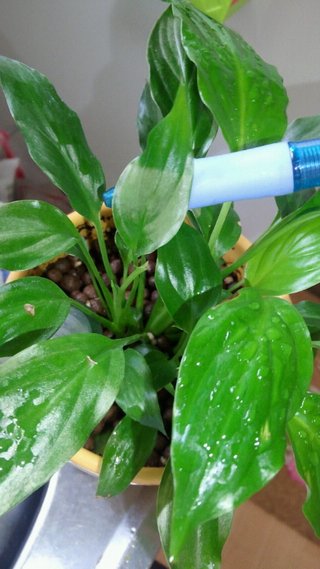 セリア、100均の観葉植物育ててる方☆