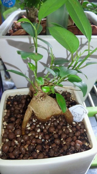セリア、100均の観葉植物育ててる方☆