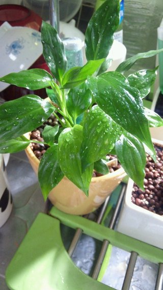 セリア、100均の観葉植物育ててる方☆