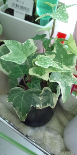 セリア、100均の観葉植物育ててる方☆