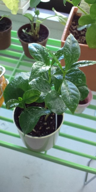 セリア、100均の観葉植物育ててる方☆