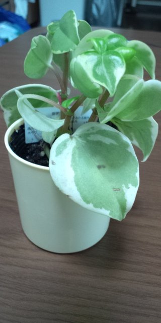 セリア、100均の観葉植物育ててる方☆