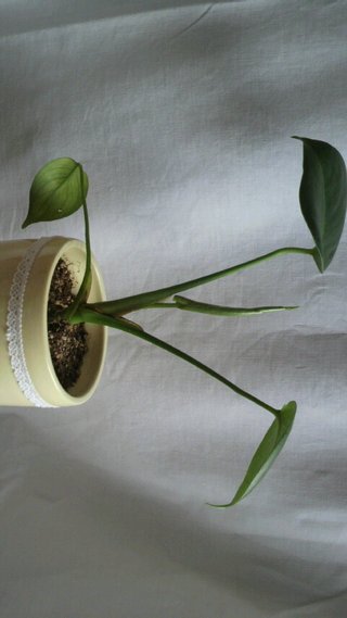 セリア、100均の観葉植物育ててる方☆