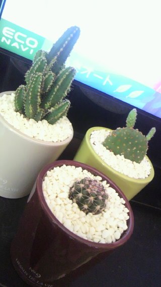 セリア、100均の観葉植物育ててる方☆