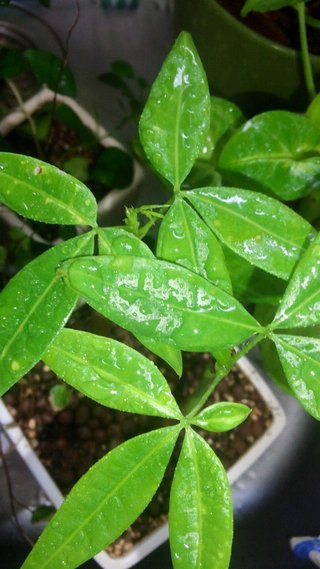 セリア、100均の観葉植物育ててる方☆