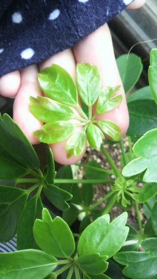 セリア、100均の観葉植物育ててる方☆