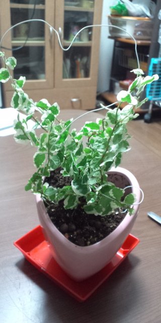 セリア、100均の観葉植物育ててる方☆