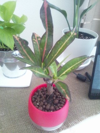 セリア、100均の観葉植物育ててる方☆