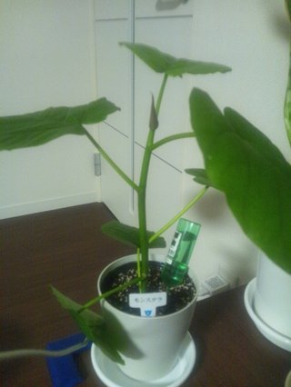 セリア、100均の観葉植物育ててる方☆