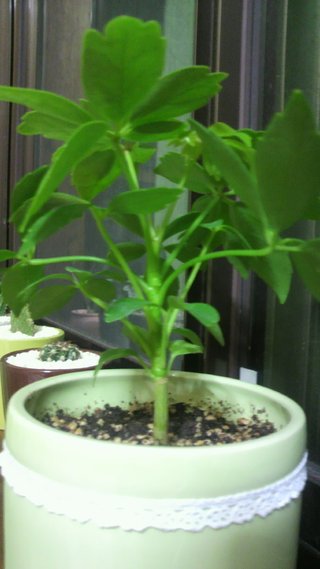 セリア、100均の観葉植物育ててる方☆