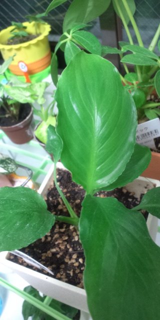 セリア、100均の観葉植物育ててる方☆