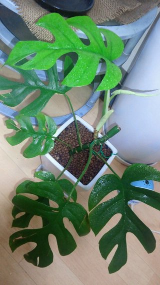 セリア、100均の観葉植物育ててる方☆