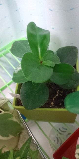 セリア、100均の観葉植物育ててる方☆