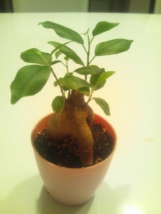 セリア、100均の観葉植物育ててる方☆