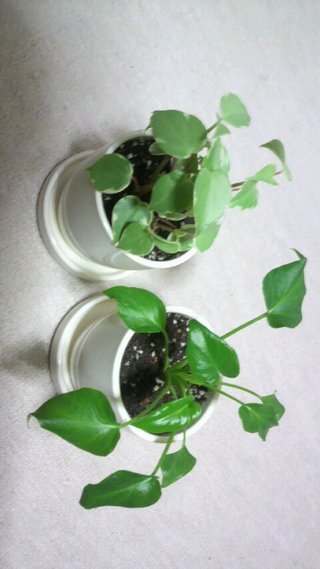 セリア、100均の観葉植物育ててる方☆