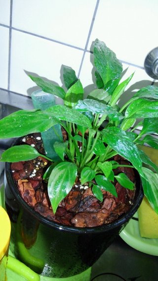 セリア、100均の観葉植物育ててる方☆