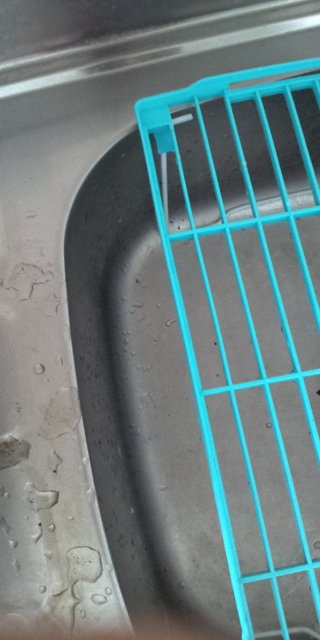 セリア、100均の観葉植物育ててる方☆