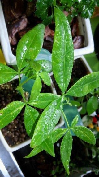 セリア、100均の観葉植物育ててる方☆