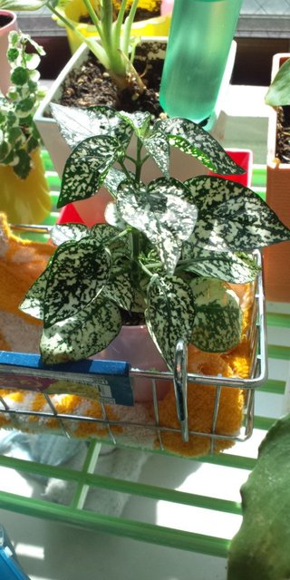 セリア、100均の観葉植物育ててる方☆