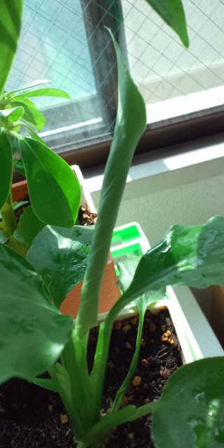 セリア、100均の観葉植物育ててる方☆