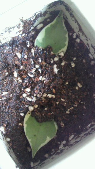 セリア、100均の観葉植物育ててる方☆